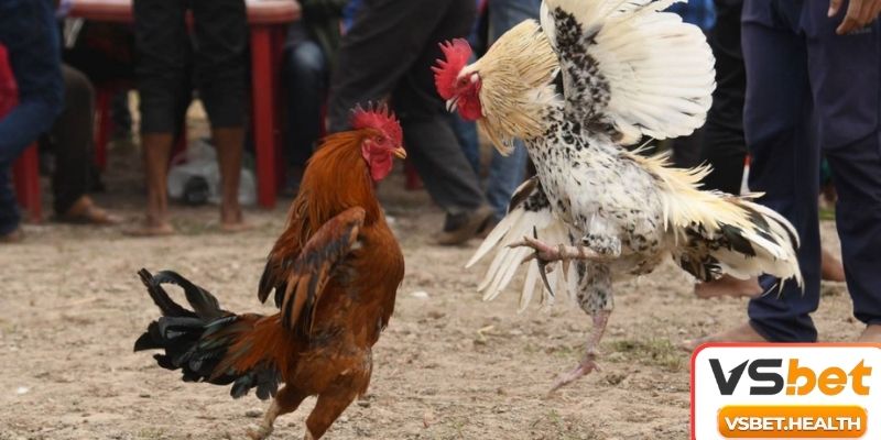 Lưu ý khi đổi thưởng online tại đá gà VSBET