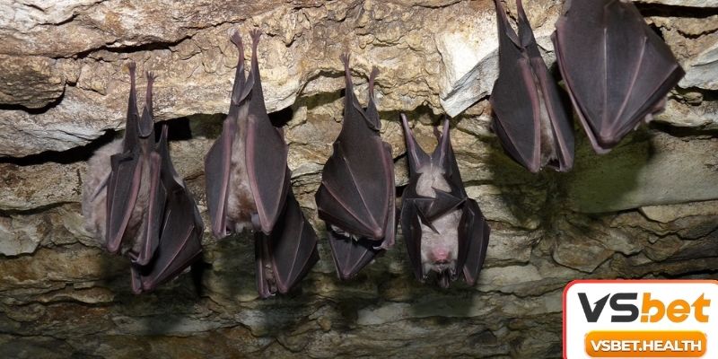 Mơ thấy dơi bay dự báo không mấy tốt đẹp